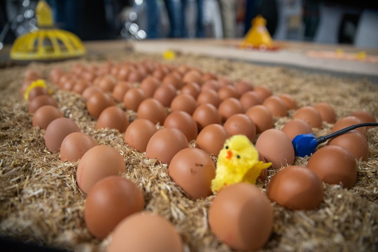 Tierhalter/-innen vor neuen Chancen und Herausforderungen - Fachforum Schwein und Geflügelmast 2025 Image 1